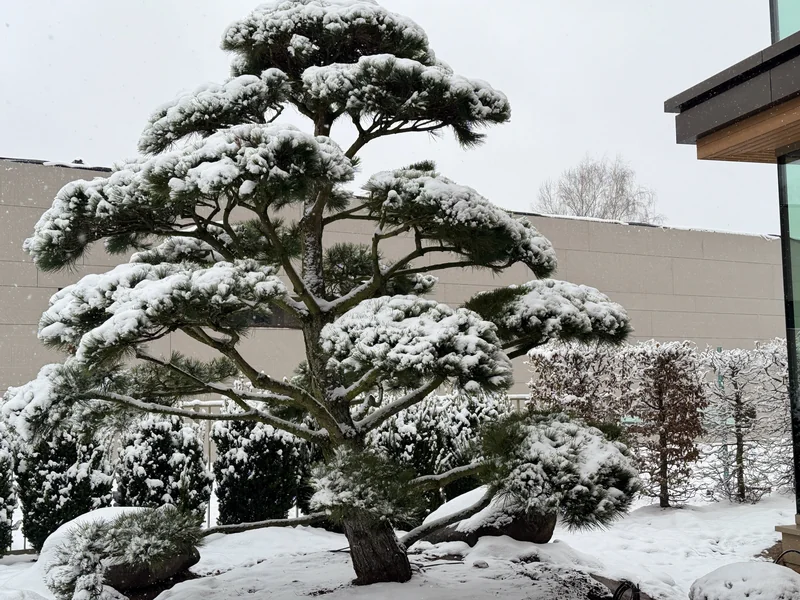 Apželdinimo projektas